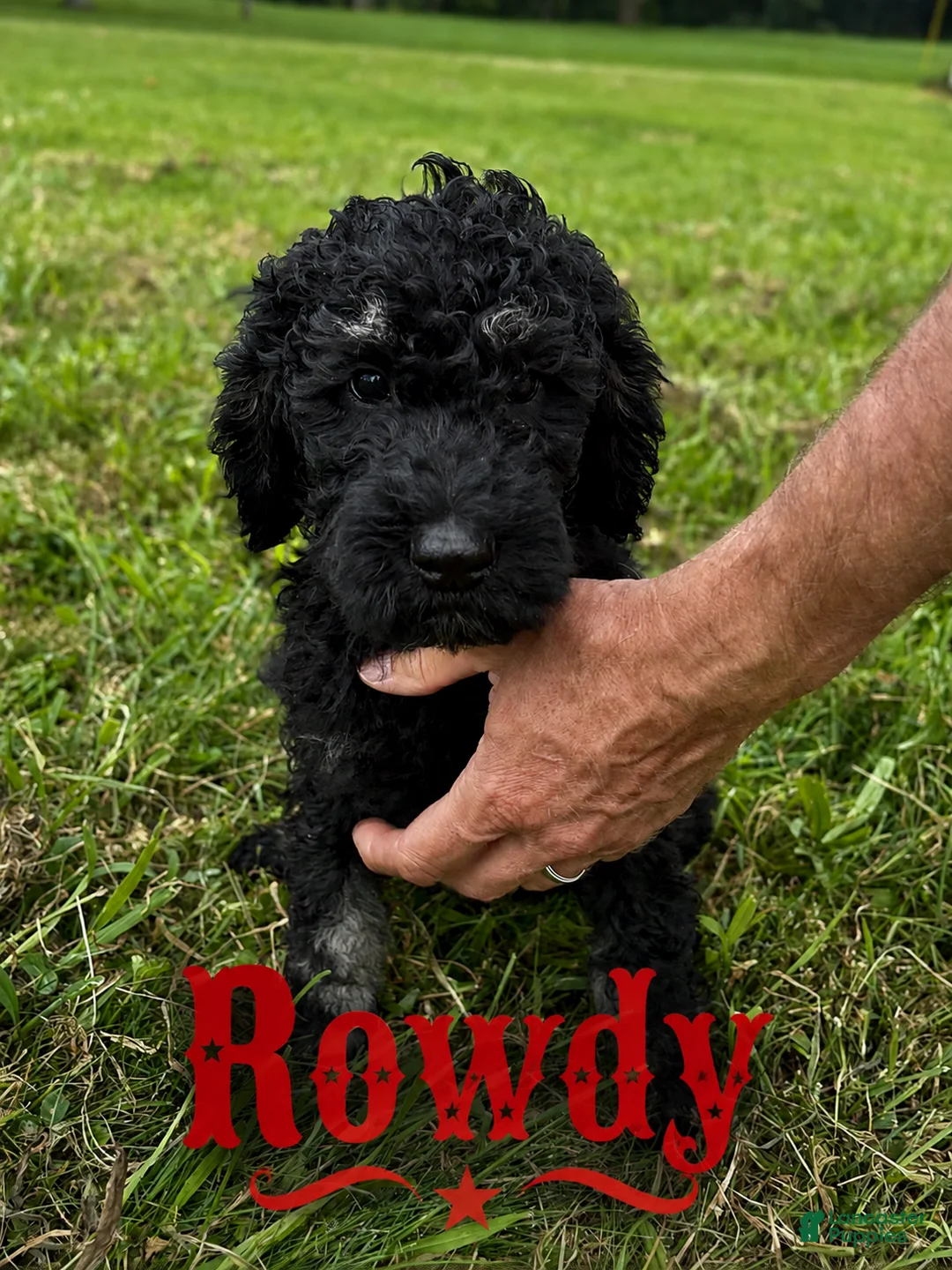 Standard Poodle dogs for sale: Rowdy - Ad 2