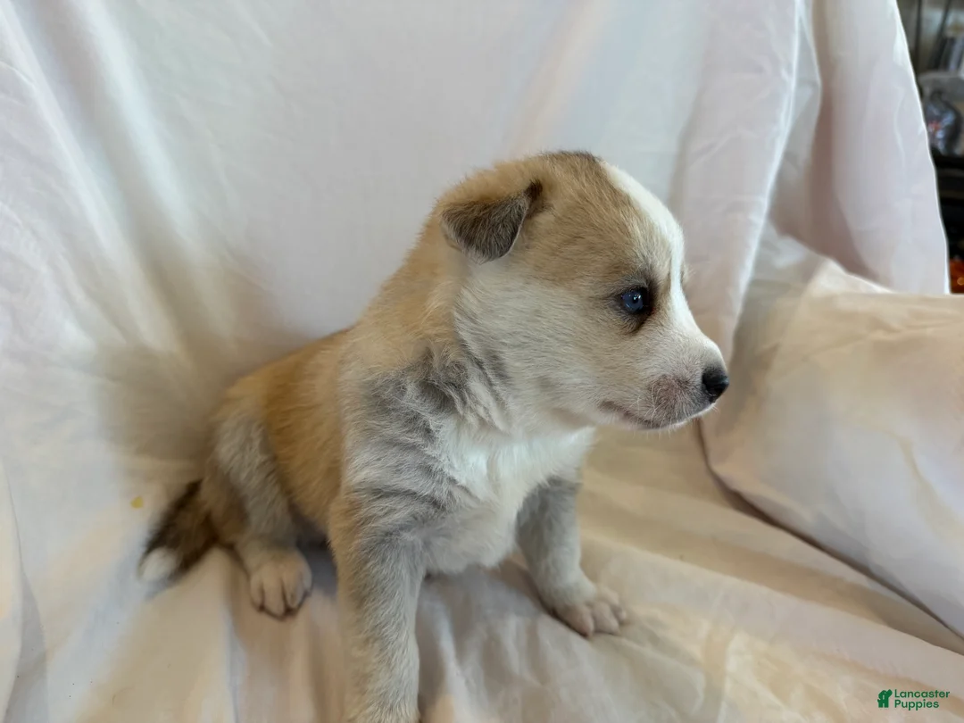 Pomsky dogs for sale: Snow - Ad 4
