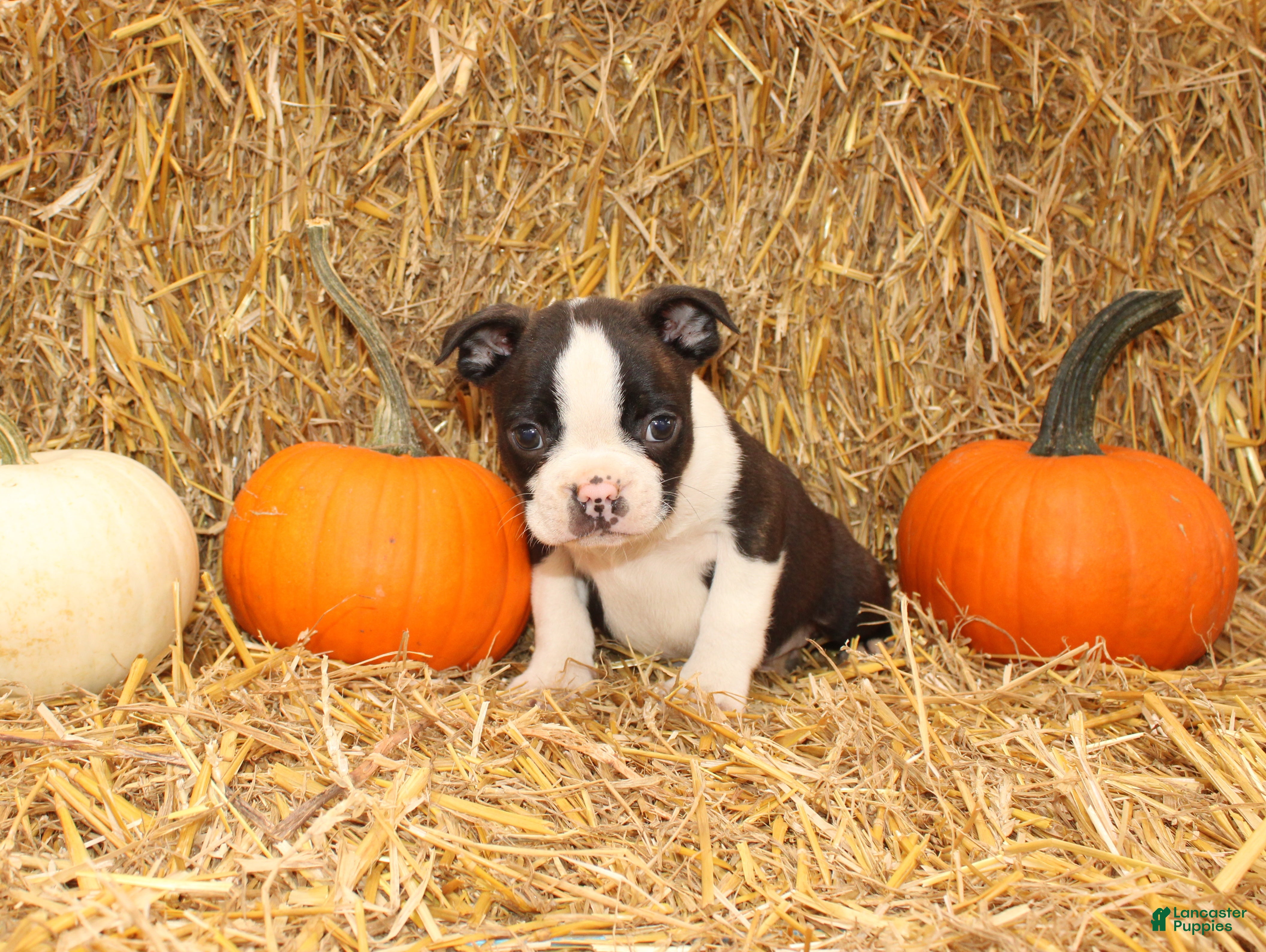 Jasper, Boston Terrier