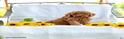 Mini Goldendoodle dogs for sale: Jordan - Ad 3