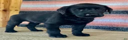 Labrador Retriever dogs for sale: Rocky - Ad 5