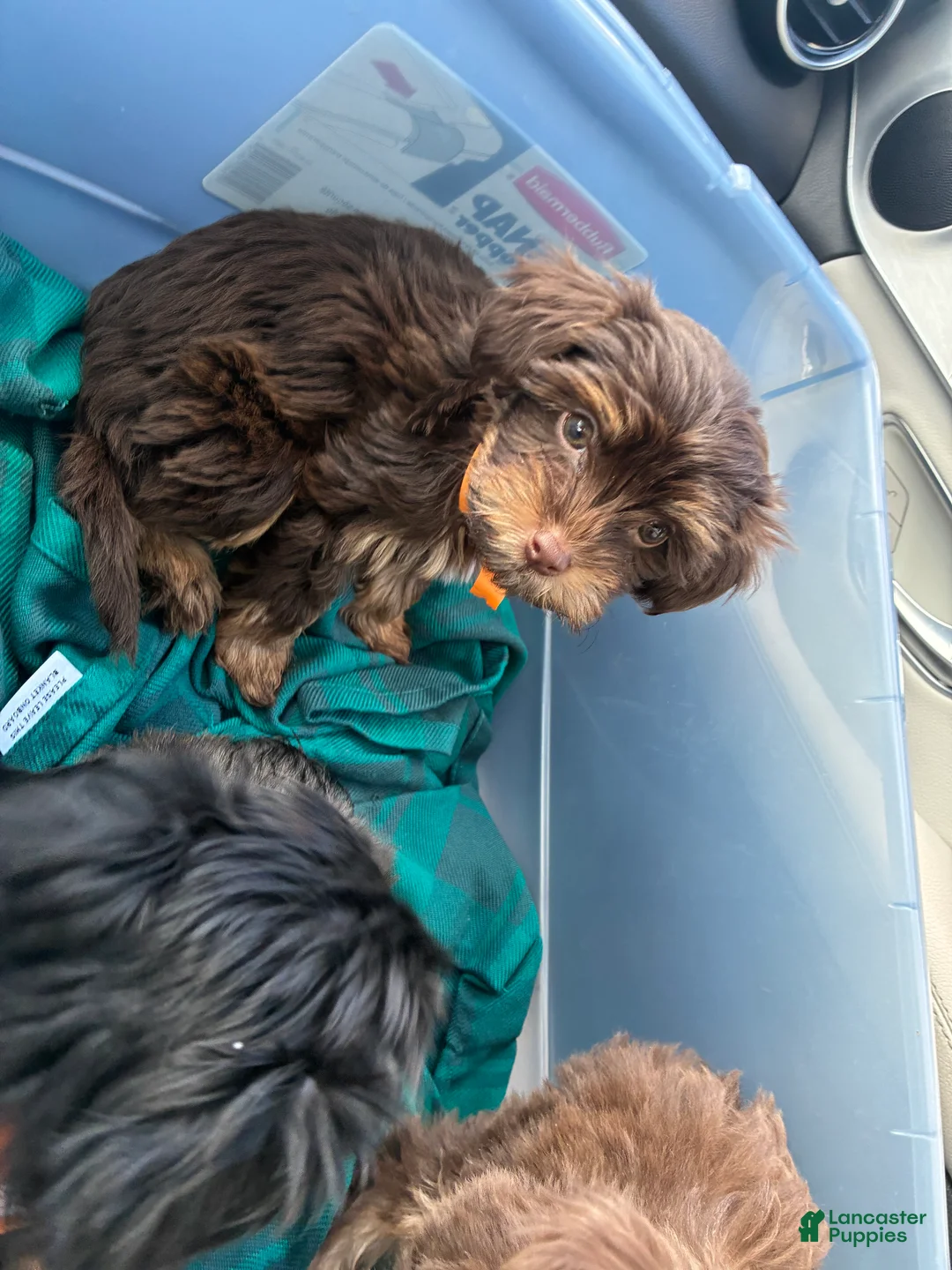 Yorkiepoo dogs for sale: Yorkiepoo Puppy 1 - Ad 1