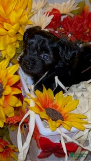 Shorkie dogs Tiny  - Ad 2