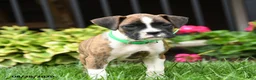 Boxer dogs for sale: Roxy - Ad 3