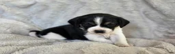 Puggle dogs for sale: Tulip - Ad 2