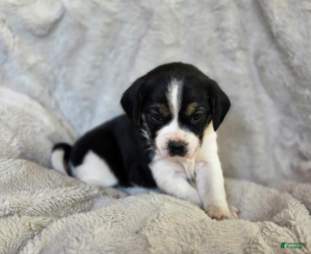 Puggle dogs for sale: Tulip - Ad 2