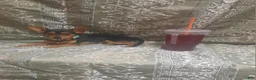 Chihuahua dogs for sale: KiKi ♡ - Ad 5