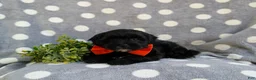 Havapoo dogs for sale: Rascal Hypoallergenic - Ad 6