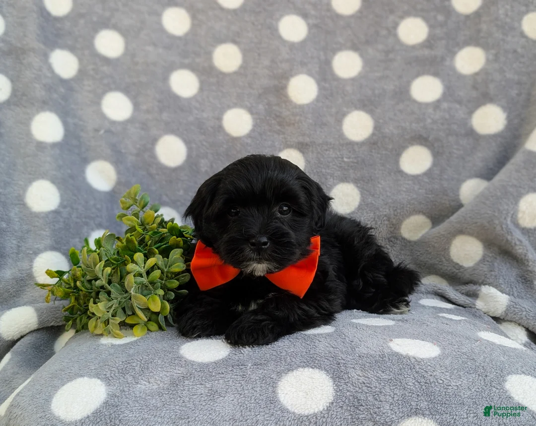Havapoo dogs for sale: Rascal Hypoallergenic - Ad 6