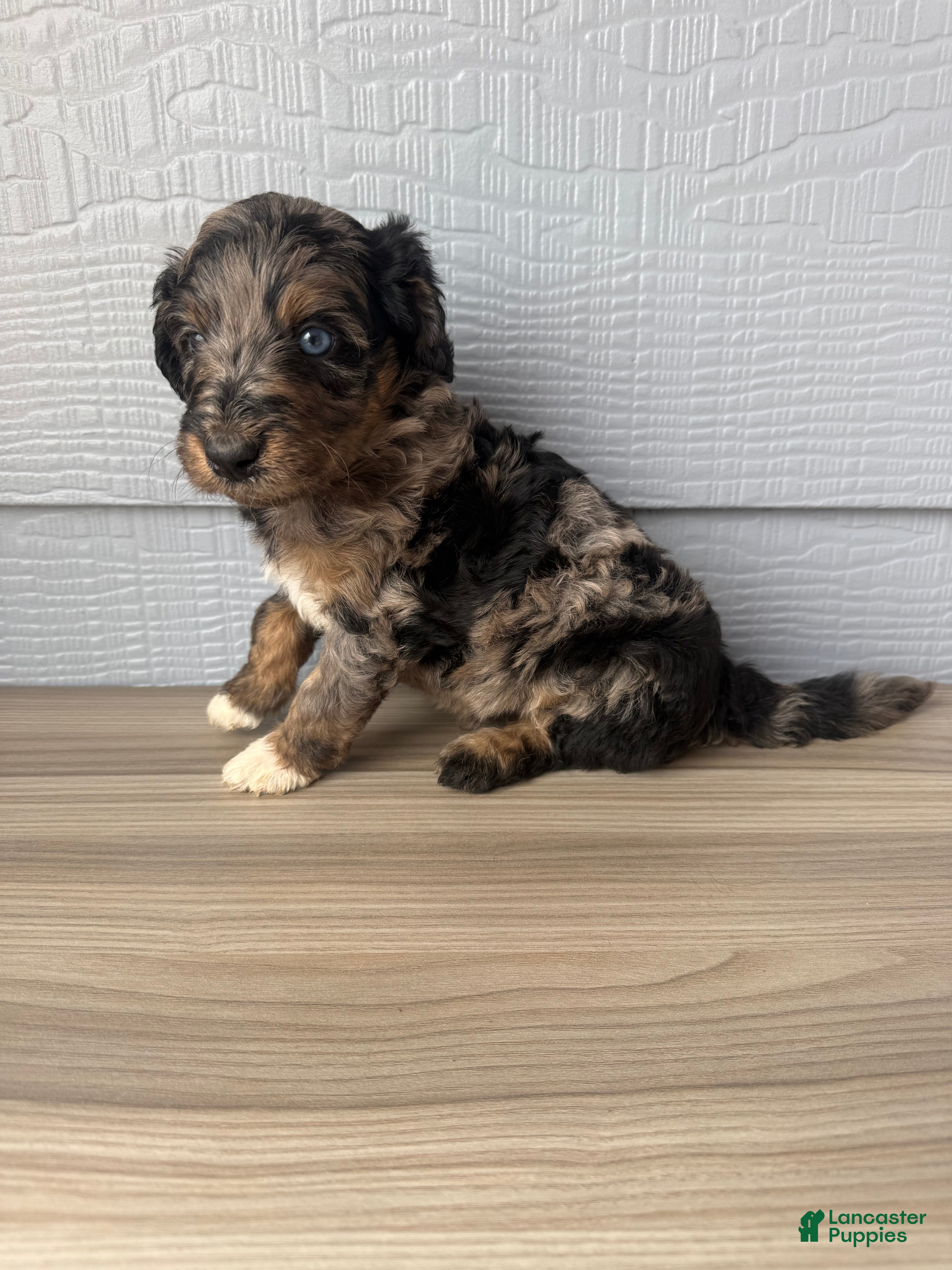 Aussiedoodle dogs Belfrey - Ad 25