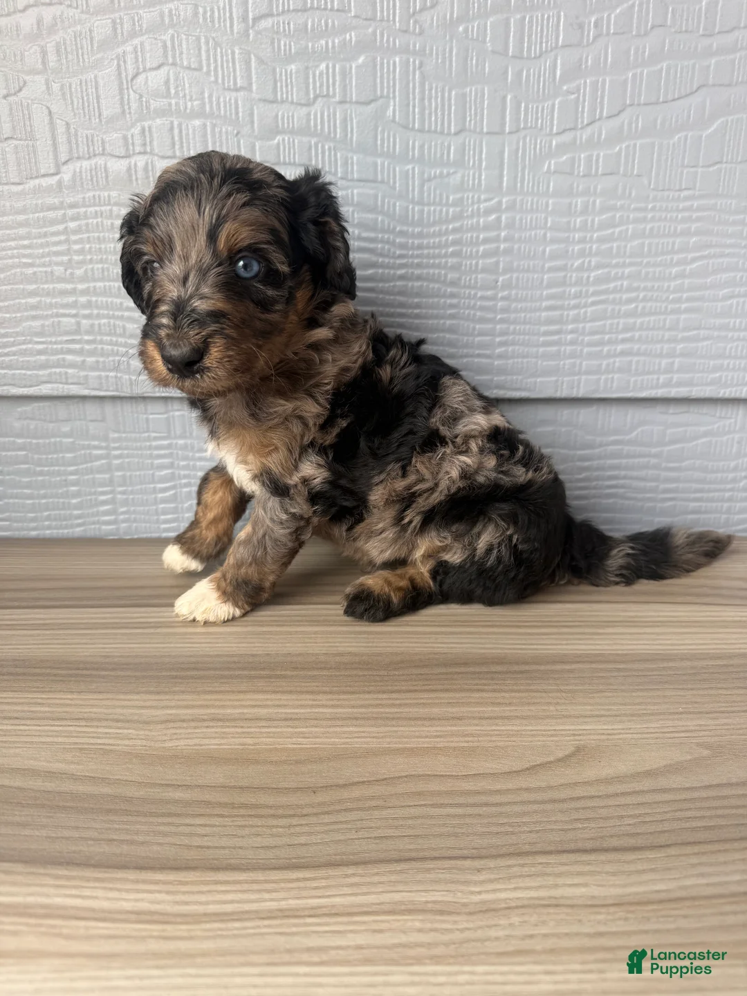 Aussiedoodle dogs for sale: Belfrey - Ad 1