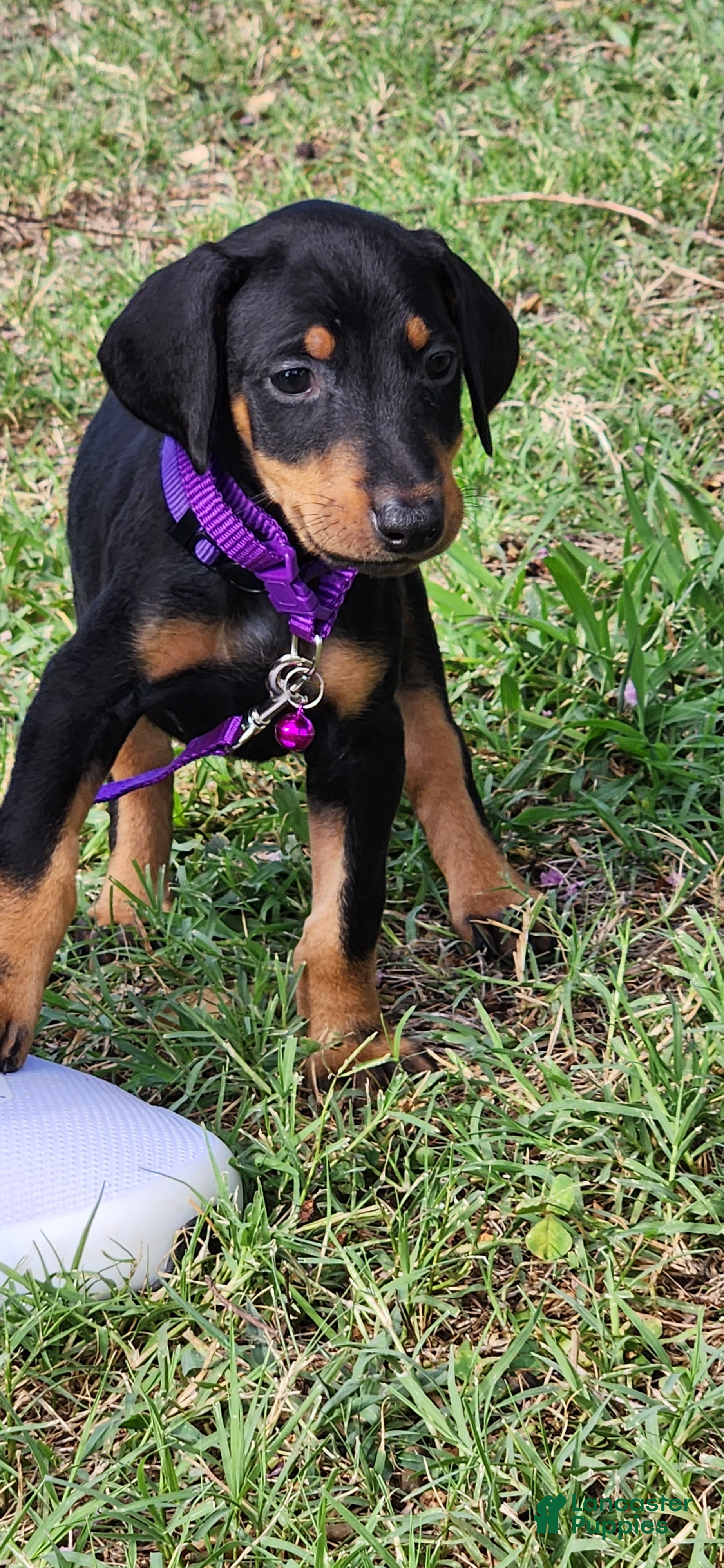 Doberman Pinscher dogs Doberman Pinscher Female - Ad 1
