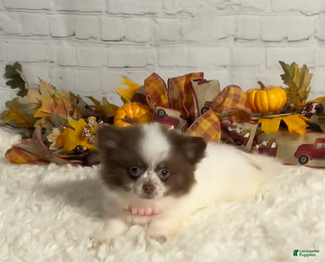 Chihuahua dogs for sale: Chihuahua Puppy 2 - Ad 2