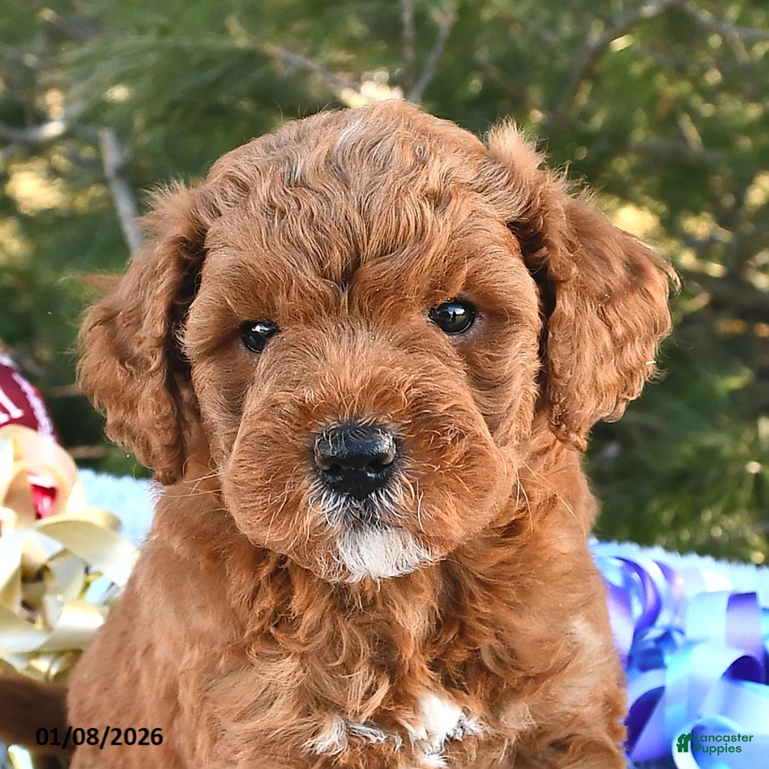 Mini Goldendoodle dogs for sale: Cupcake - Ad 8
