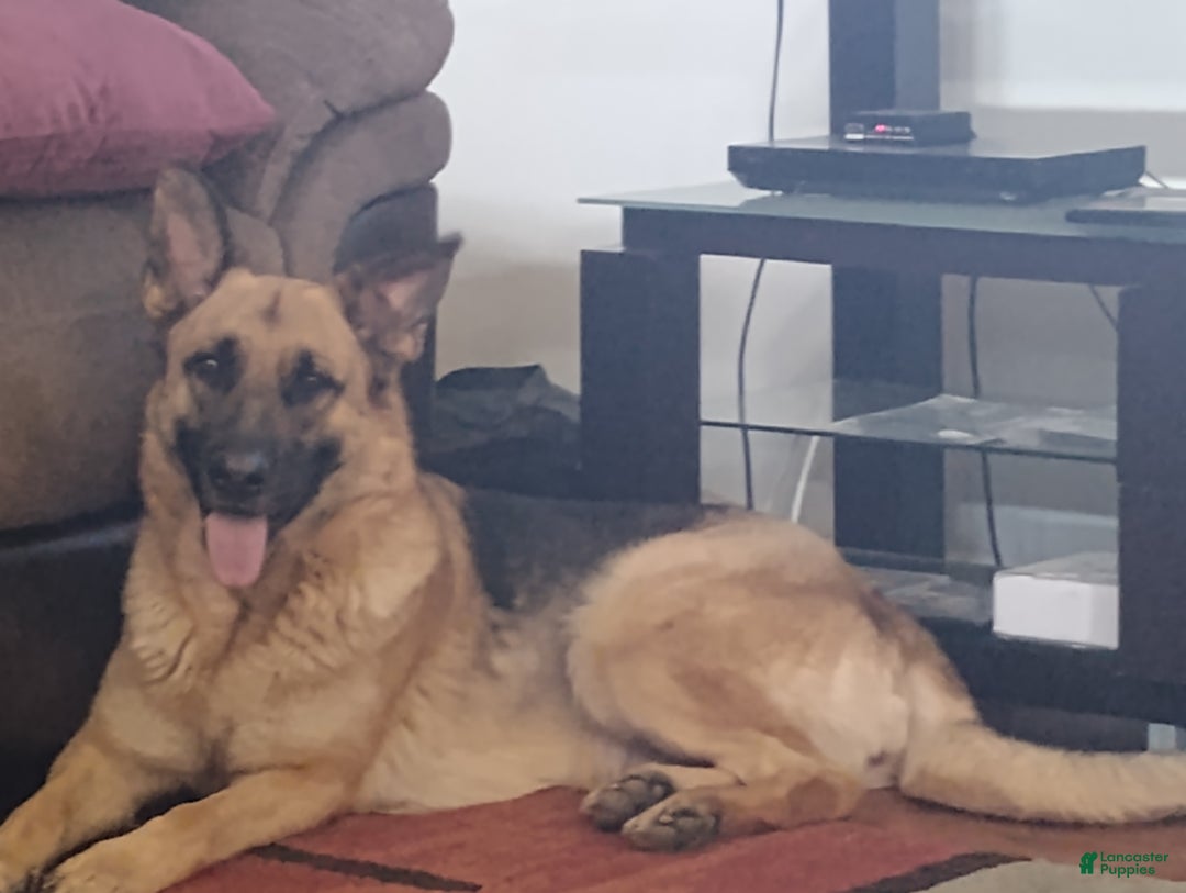 German Shepherd dogs for sale: German Shepherd Puppy 3 - Ad 3