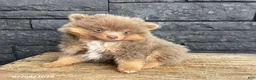 Pomeranian dogs for sale: Finnegan - Ad 3