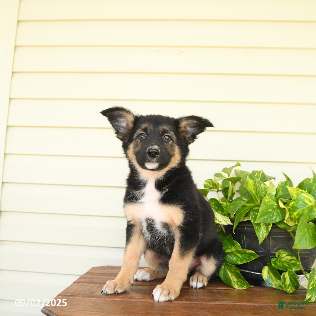 Border Collie German Shepherd Corgi Mix Border Collie Puppies
