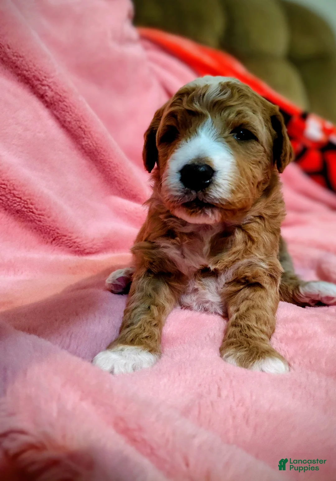 Mini Goldendoodle dogs for sale: Mini-Goldendoodle Puppy 1 - Ad 1