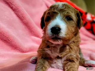 Mini Goldendoodle dogs Mini-Goldendoodle Puppy 1 - Ad 8