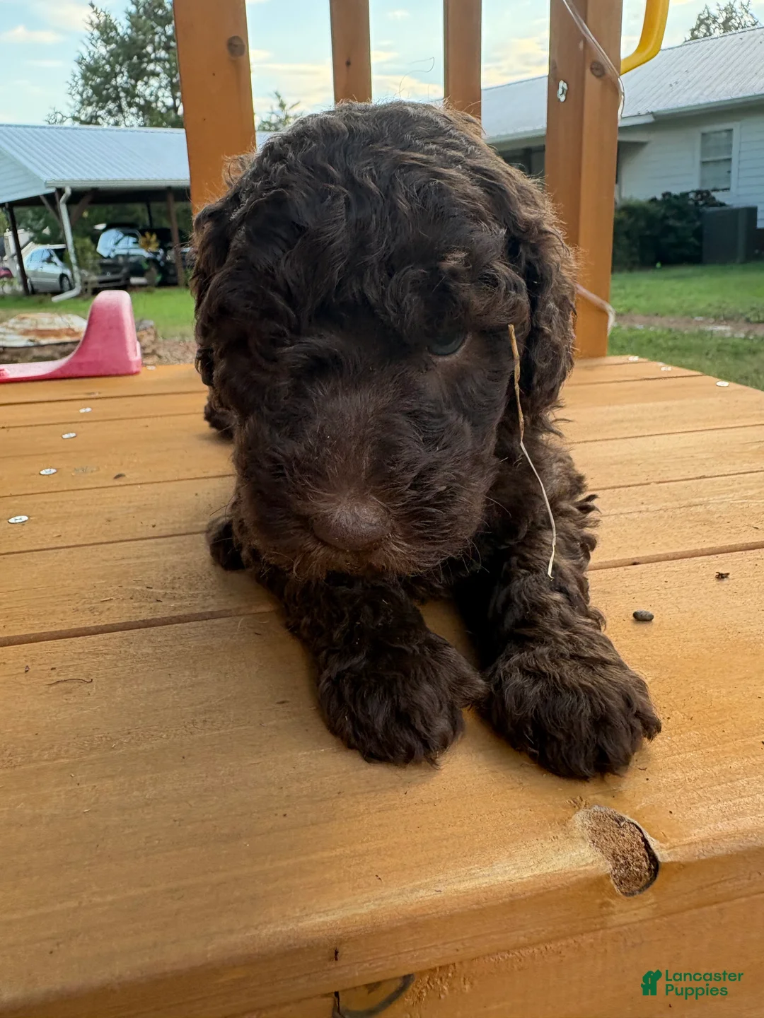 Standard Poodle dogs for sale: Standard Poodle (Daisy) - Ad 2