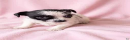 Mixed Breed dogs for sale: Maggie - Ad 3