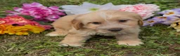 Mini Goldendoodle dogs for sale: Oak - Ad 3