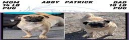 Pug dogs for sale: Namor - Ad 9