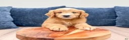 Mini Goldendoodle dogs for sale: Liam - Ad 3