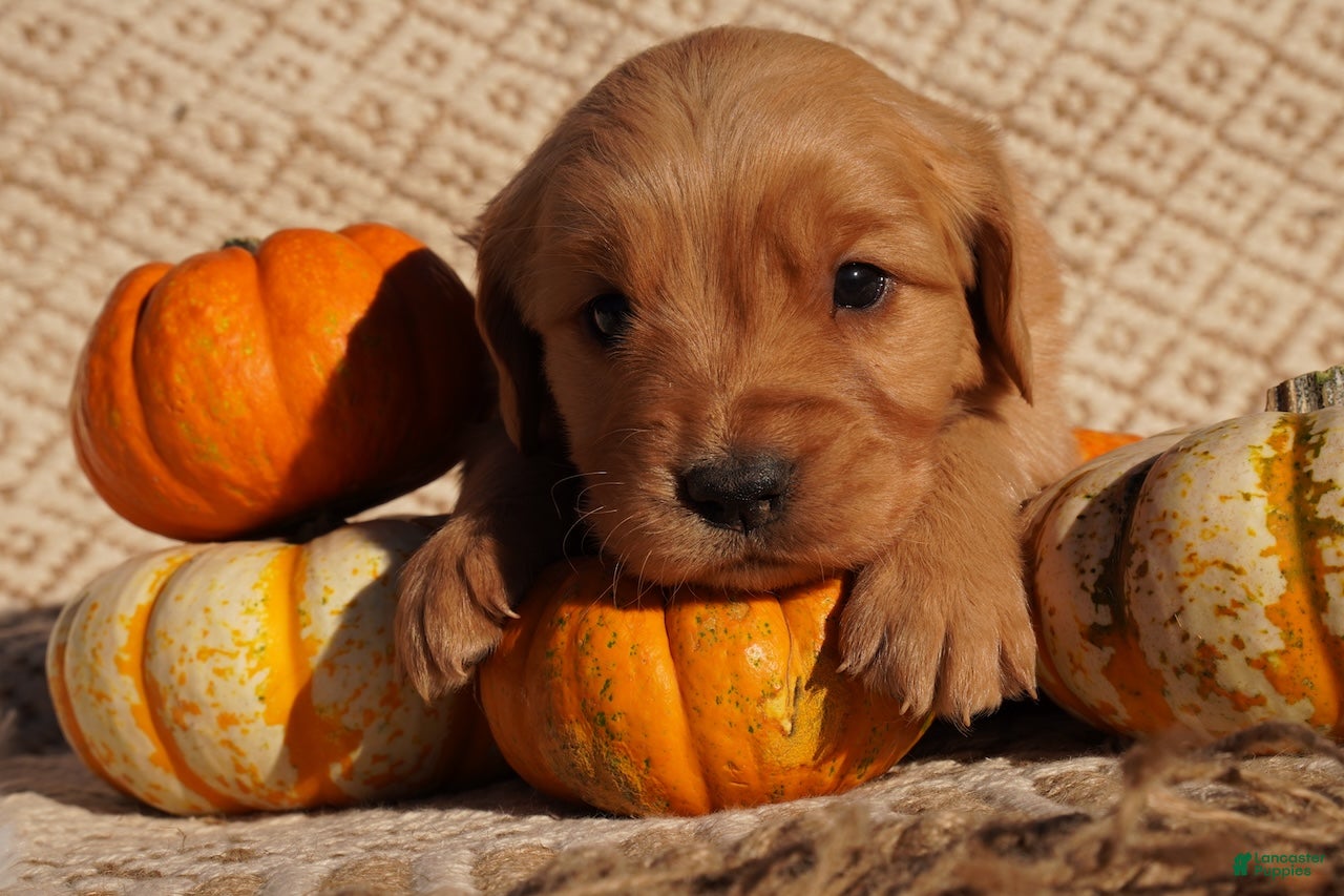 Golden Retriever dogs for sale: Liz - AKC, Genetically Clear - Ad 1
