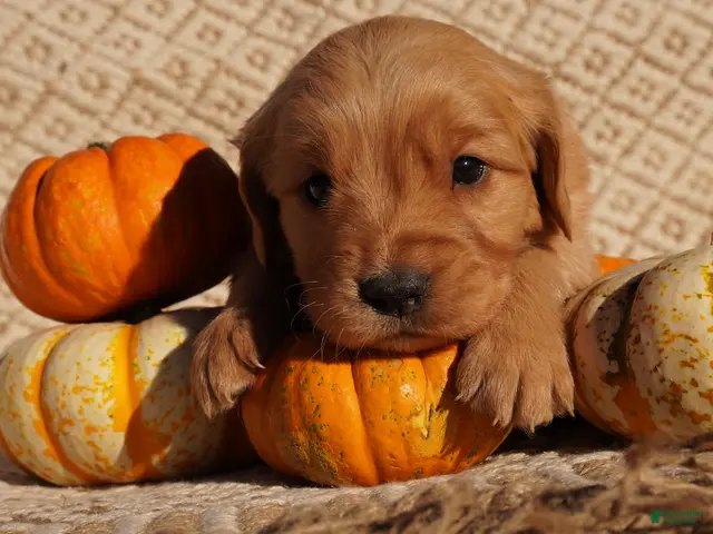 Golden Retriever dogs for sale: Liz - AKC, Genetically Clear - Ad 1