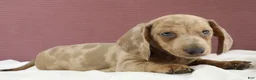 Miniature Dachshund dogs for sale: Sterling 🤍 - Ad 5