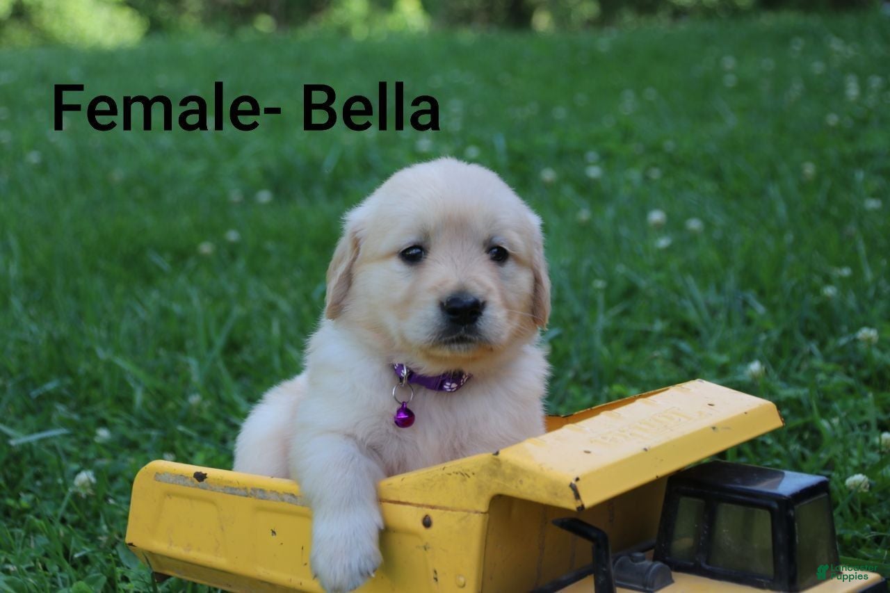 Golden Retriever dogs Golden Retriever 7 - Ad 34