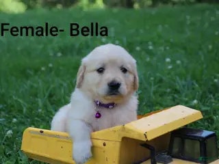 Golden Retriever dogs Golden Retriever 7 - Ad 40