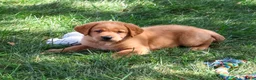 Labrador Retriever dogs for sale: Carter - Ad 3