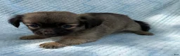 Chihuahua dogs for sale: Chihuahua Puppy 1 - Ad 5