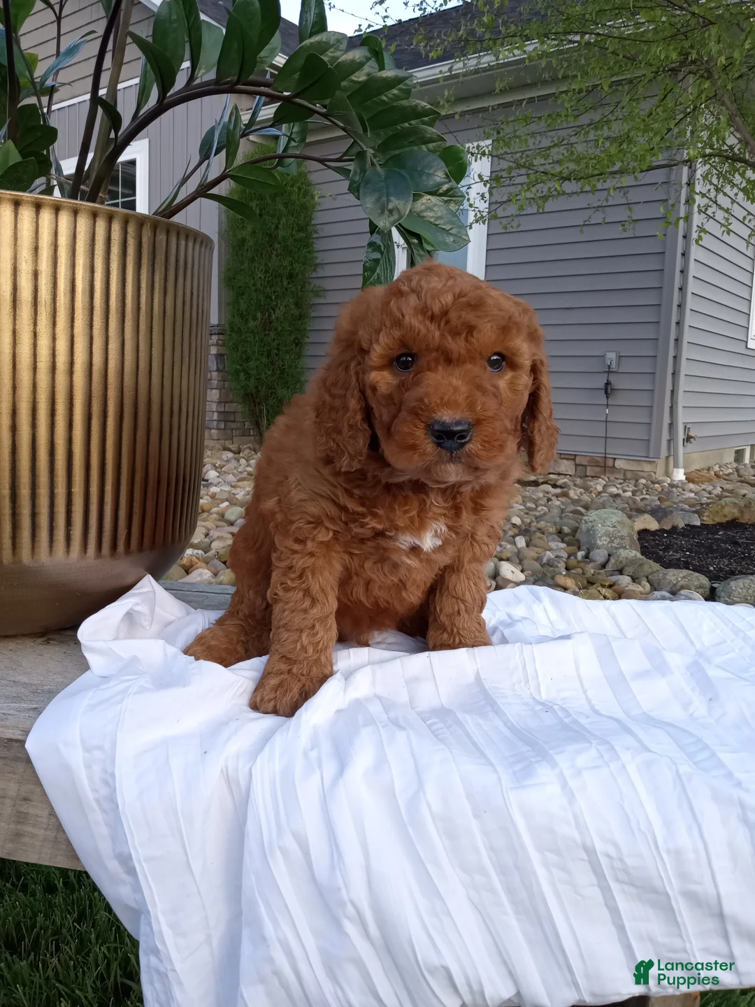 Mini Goldendoodle dogs for sale: Cole F1b - Ad 9