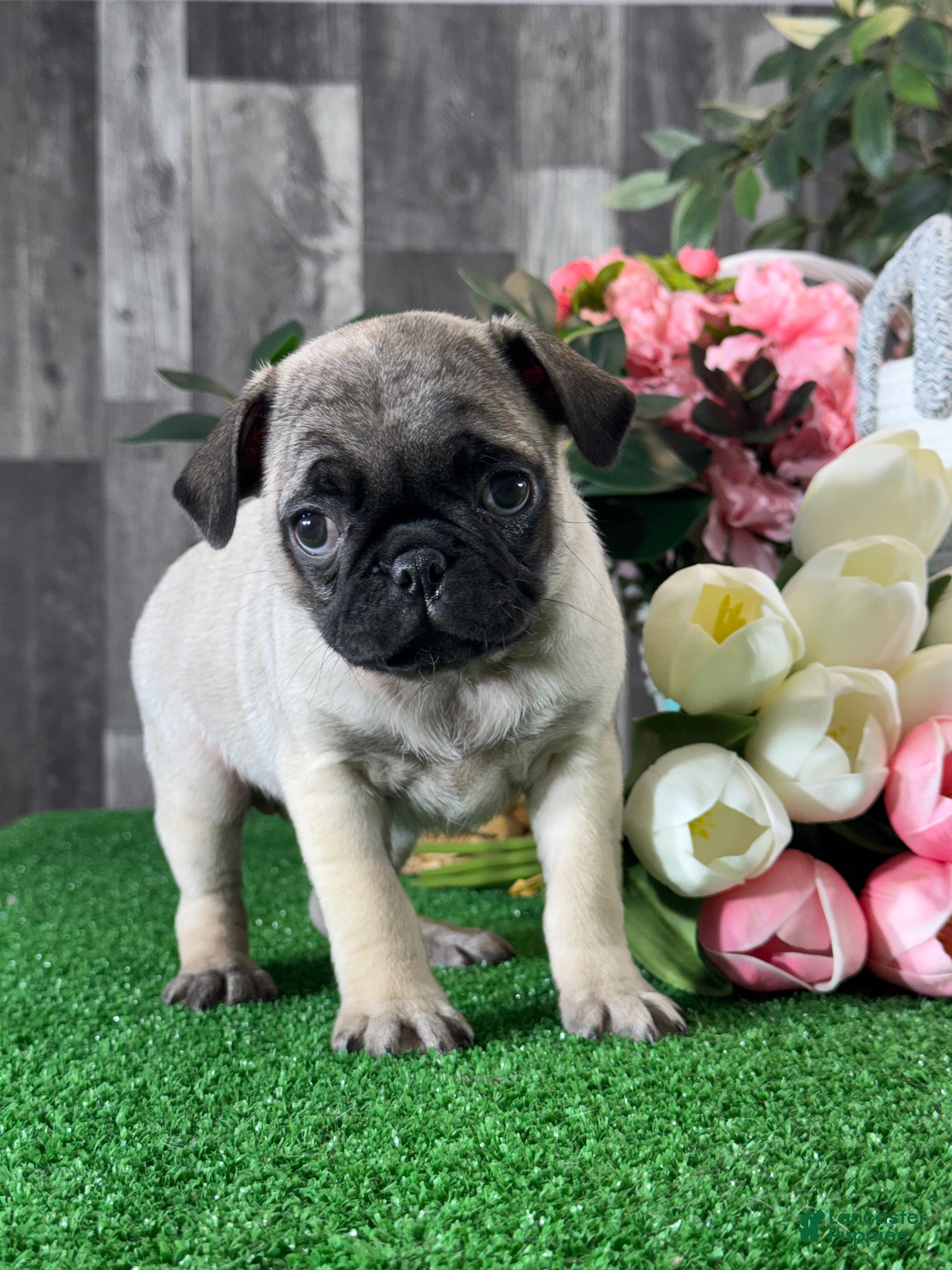 Pug dogs Patsy - Ad 36