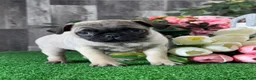 Pug dogs for sale: Patsy - Ad 1