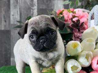 Pug dogs Patsy - Ad 36