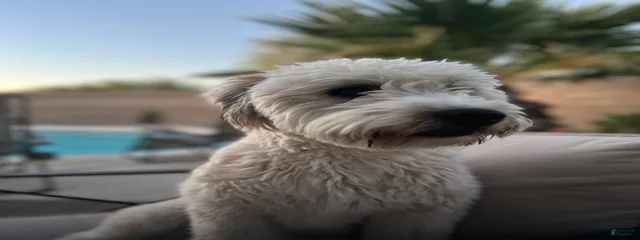 Piper