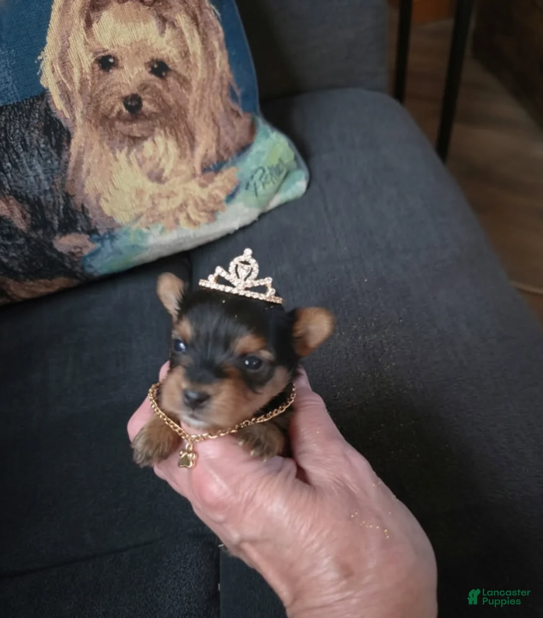 Yorkshire Terrier dogs for sale: Raven - Ad 3