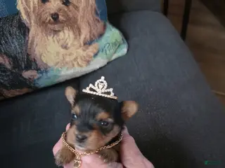 Yorkshire Terrier dogs for sale: Raven - Ad 1