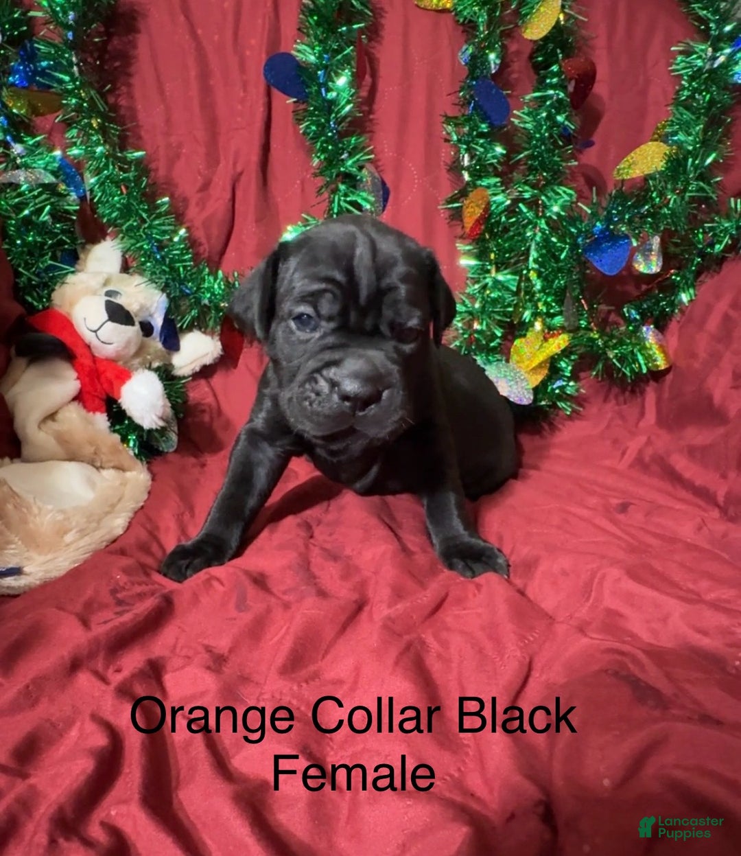Cane Corso dogs for sale: Orange - Ad 2
