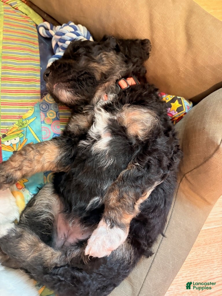 Mixed Breed dogs for sale: Molly - Ad 2