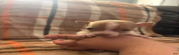 Chihuahua dogs for sale: Chihuahua Puppy 3 - Ad 2
