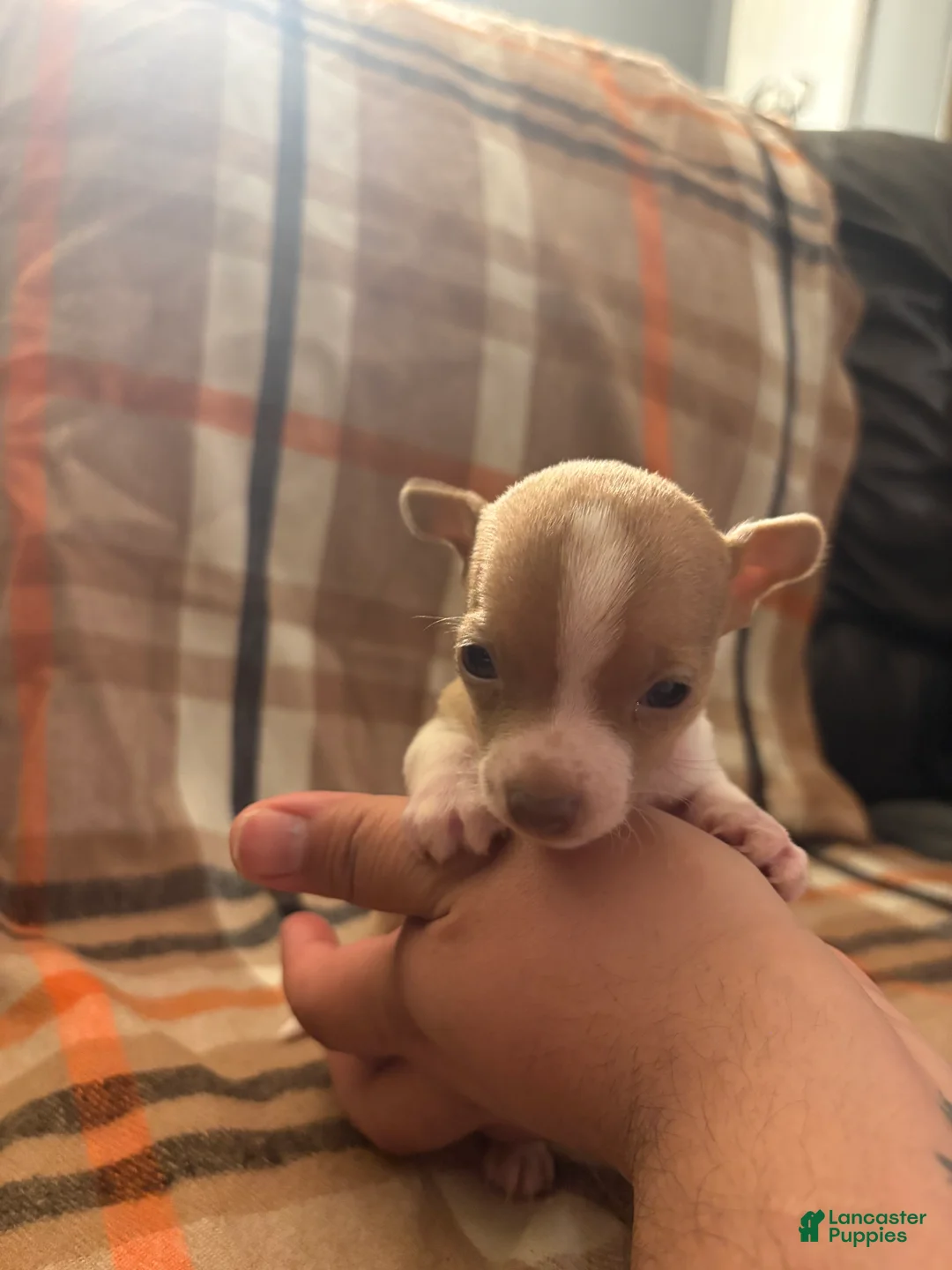 Chihuahua dogs for sale: Chihuahua Puppy 3 - Ad 2