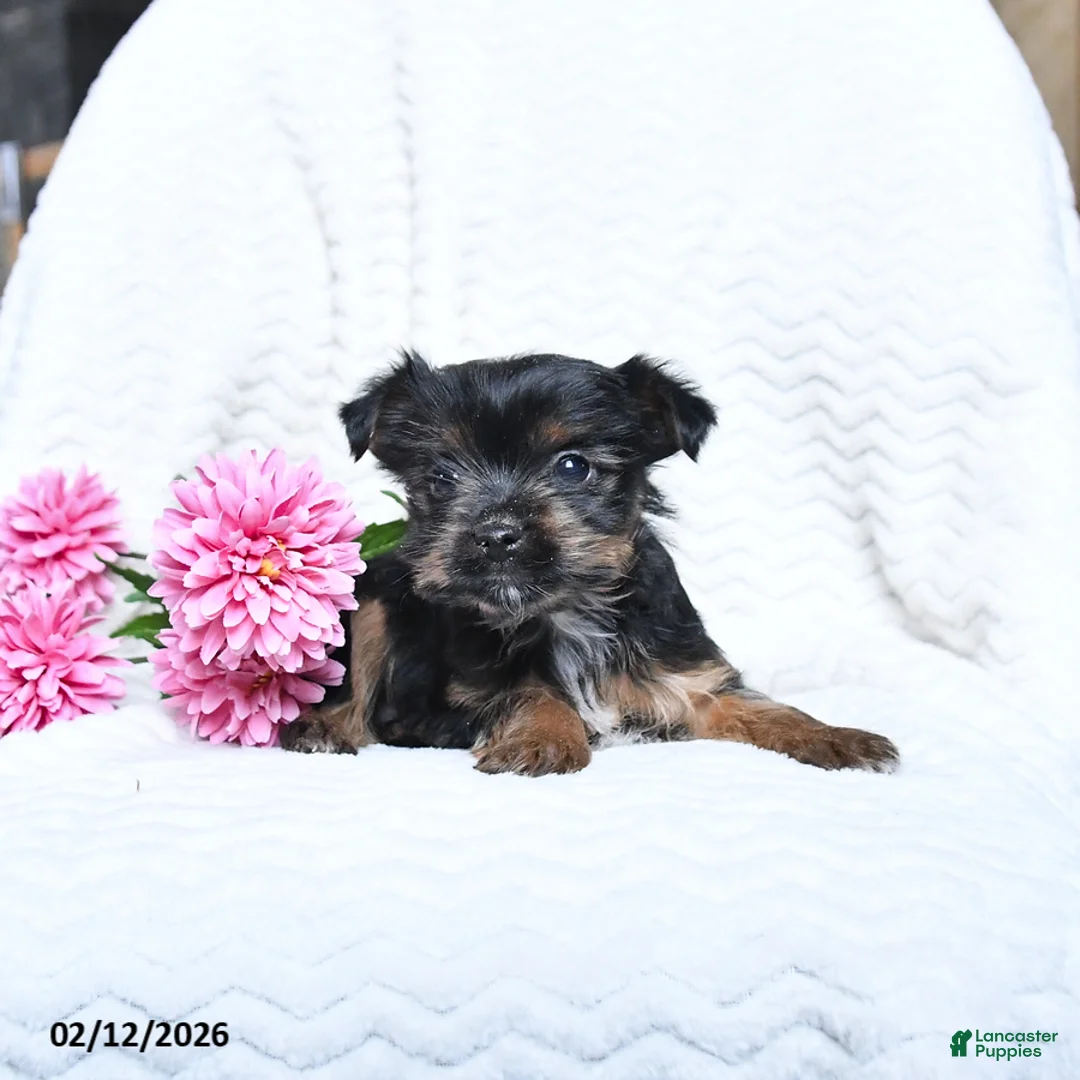 Yorkshire Terrier dogs for sale: Milo - Ad 3