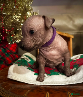 Xoloitzcuintle dogs Chica - Ad 1
