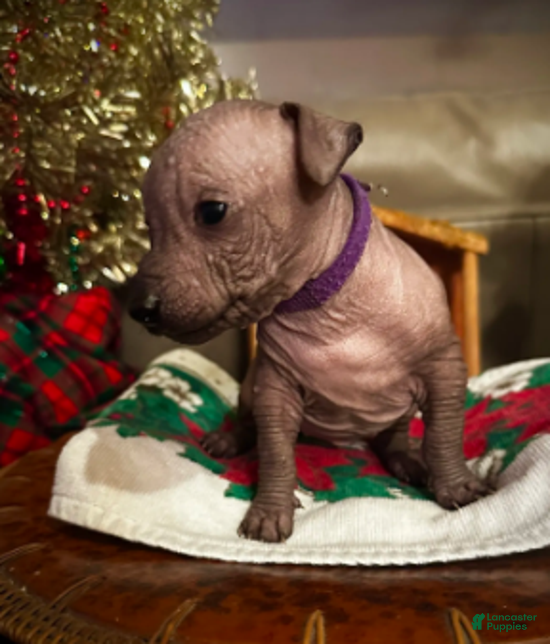Xoloitzcuintle dogs for sale: Chica - Ad 1
