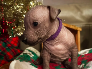 Xoloitzcuintle dogs Chica - Ad 1